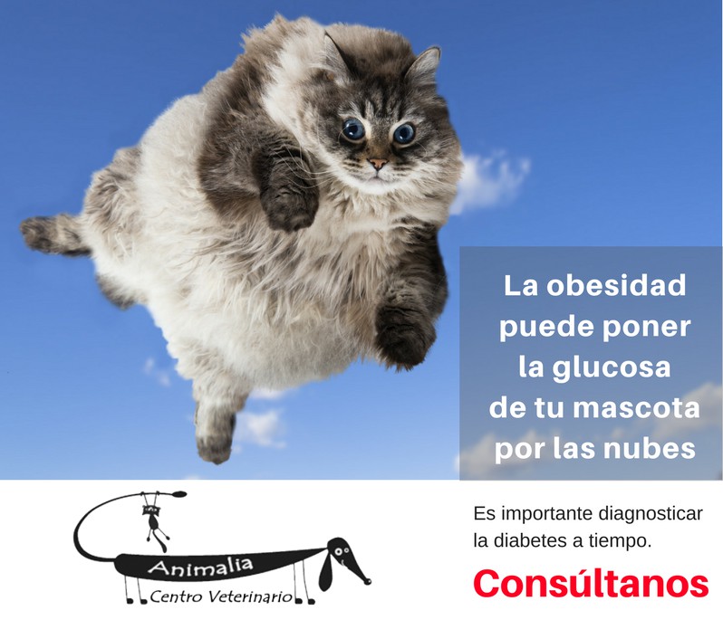 Consulta sobre diabetes en gatos