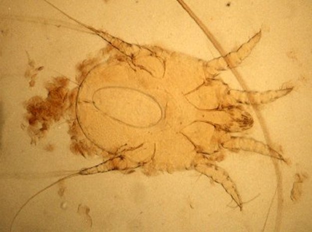 Otodectes cynoti