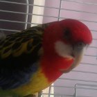 Anaimales exoticos