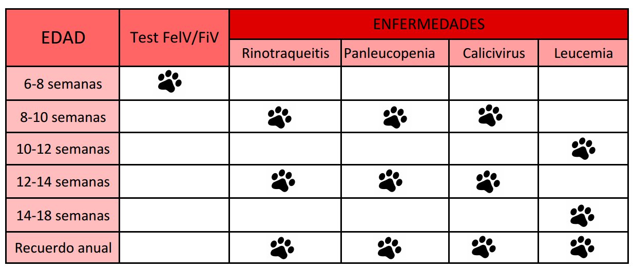 Vacunas gatos