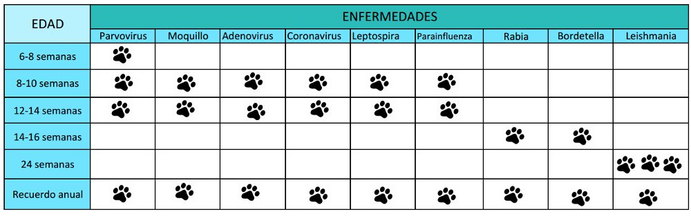 Vacunas perros